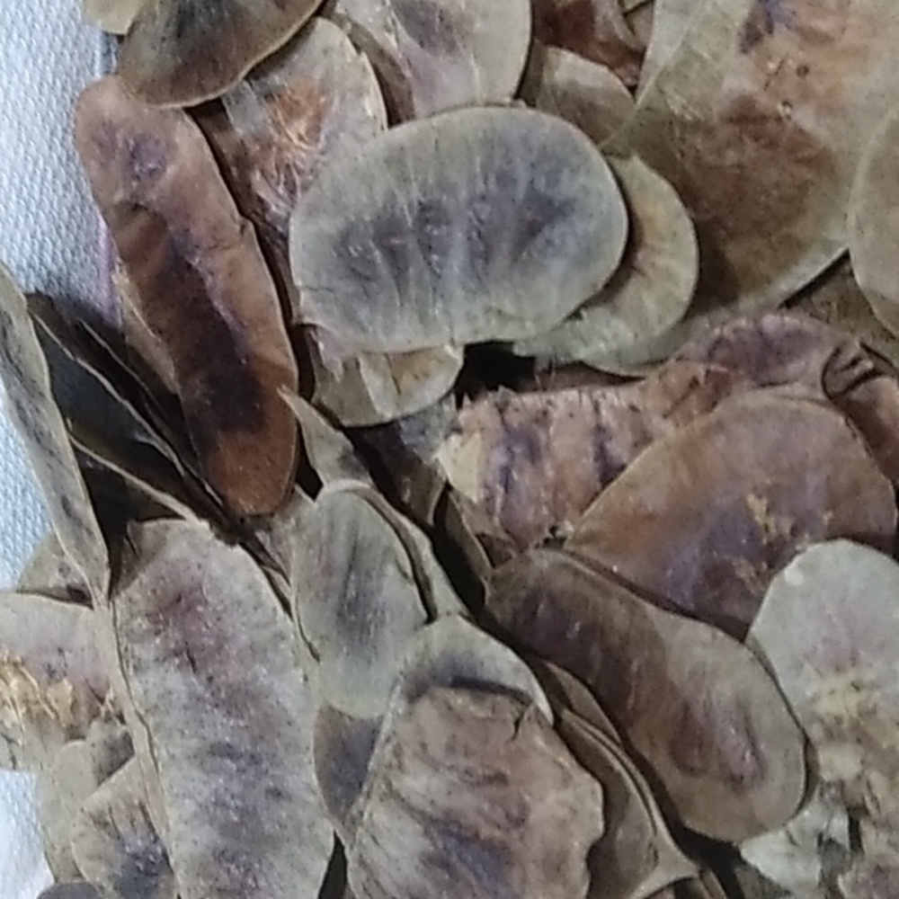 Senna pods - Picture 2 of 2